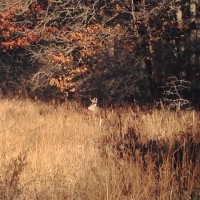 Deer Buck Minnesota Richardson Nature Center