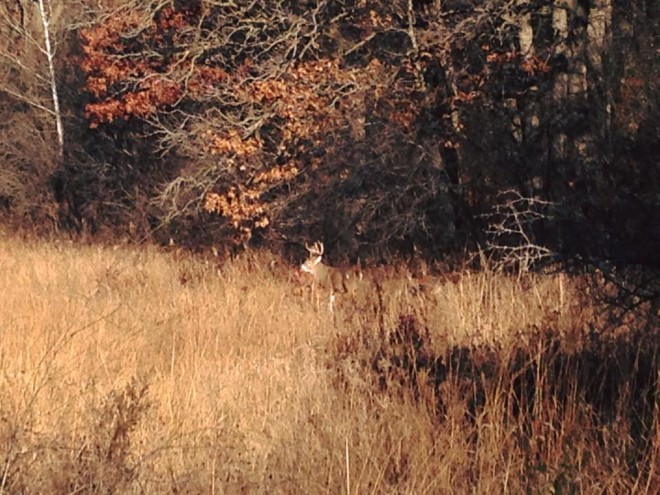 Deer Buck Minnesota Richardson Nature Center