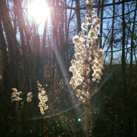 Fall Autumn Seeds Minnesota Sun Forest
