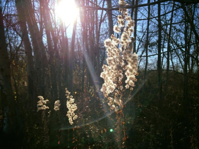 Fall Autumn Seeds Minnesota Sun Forest