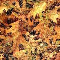 Fall Leaves Water Algae Lake Minnesota