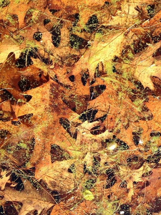 Fall Leaves Water Algae Lake Minnesota