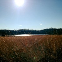 MN Minnesota Native Grass Richardson Nature Center