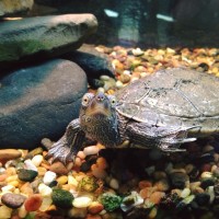 Turtle Aquarium Richardson Nature Center MN