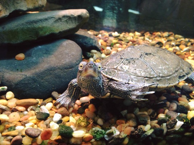 Turtle Aquarium Richardson Nature Center MN