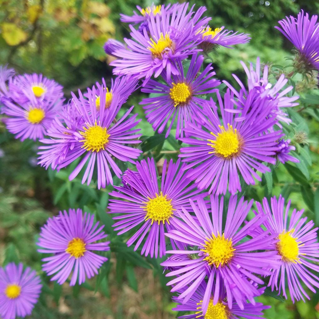 Purple Aster Flowers Care Photo